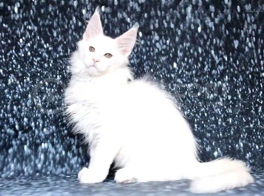 Show Class White Mainecoon Dişi Erkek görsel