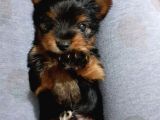 Teacup Yorkshire Terrier Erkek Yavru