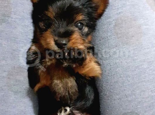 Teacup Yorkshire Terrier Erkek Yavru