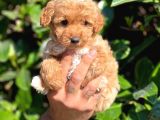 Orjinal Teacup Maltipoo Dişi