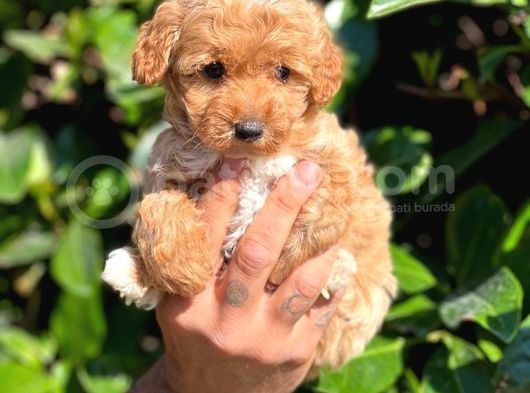 Orjinal Teacup Maltipoo Dişi görsel