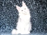 Show Class White Mainecoon Dişi Erkek