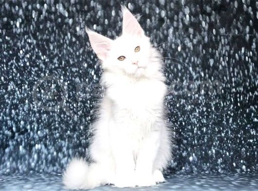 Show Class White Mainecoon Dişi Erkek görsel