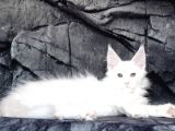 Show Class White Mainecoon Dişi Erkek