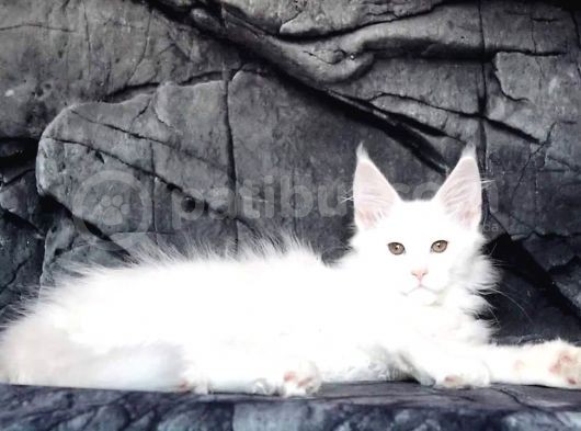 Show Class White Mainecoon Dişi Erkek görsel