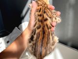Show Class Bengal Yavrulari