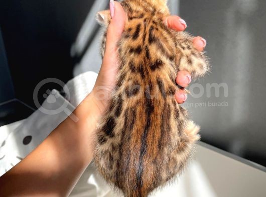 Show Class Bengal Yavrulari