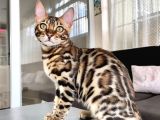 5 Aylık Secereli Bengal Kedileri