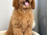 Labradoodle Red Terapi Köpeklerimiz