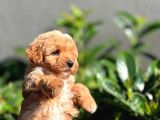 Orjinal Teacup Maltipoo Dişi