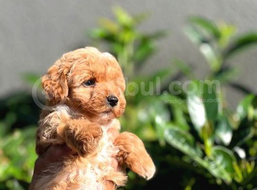 Orjinal Teacup Maltipoo Dişi