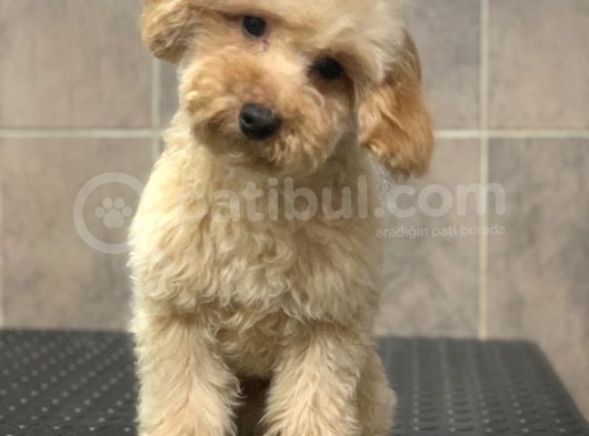 8 Aylik Orji̇nal Toy Boyut Erkek Poodle görsel