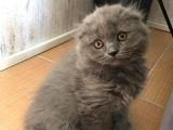 3 Kardeş Scottish Fold
