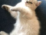 Tatlı Shorthair