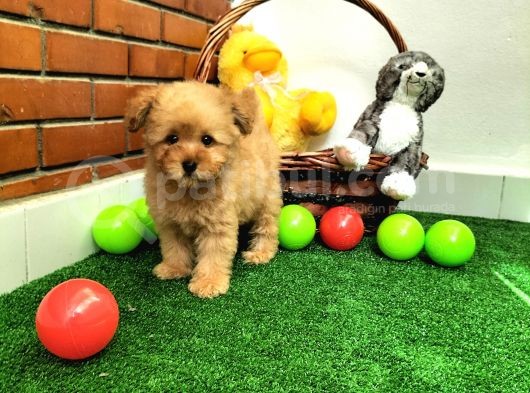 Safkan Toy Boyut Poodle Yavrularimiz görsel