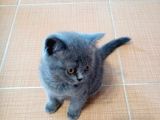 3 Kardeş Scottish Fold