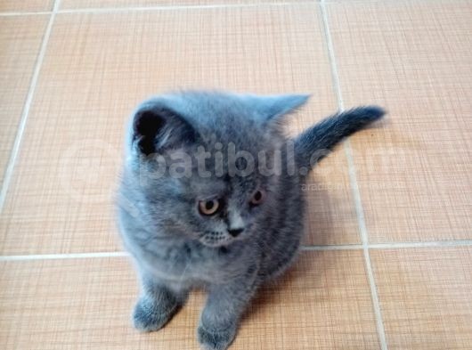 3 Kardeş Scottish Fold görsel
