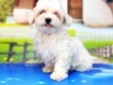 Maltese Terri̇er Yavru