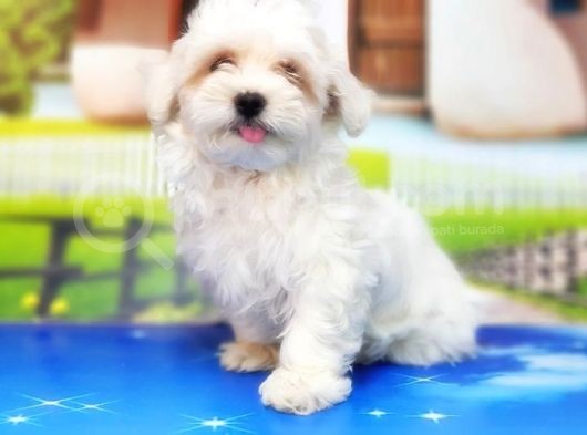 Maltese Terri̇er Yavru görsel