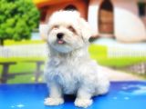 Maltese Terri̇er Yavru