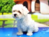 Maltese Terri̇er Yavru