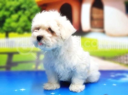 Maltese Terri̇er Yavru görsel