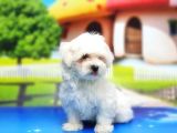 Maltese Terri̇er Yavru
