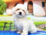 Maltese Terri̇er Yavru