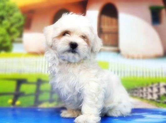 Maltese Terri̇er Yavru
