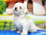 Maltese Terri̇er Yavru