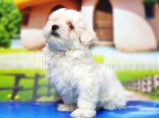 Maltese Terri̇er Yavru görsel