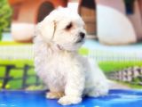 Maltese Terri̇er Yavru