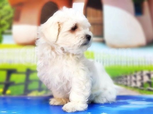 Maltese Terri̇er Yavru görsel