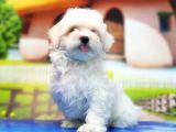 Maltese Terri̇er Yavru