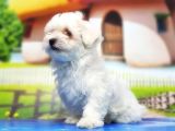 Maltese Terri̇er Yavru