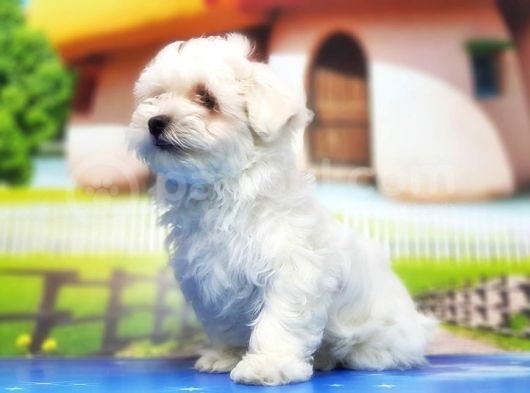 Maltese Terri̇er Yavru görsel