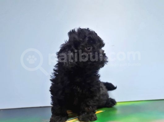 Malti̇poo Yavru görsel