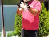Morkie Yavru