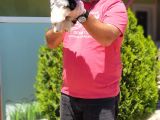 Morkie Yavru