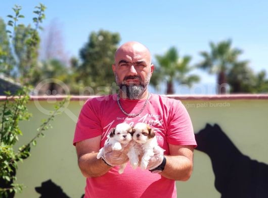 Shi̇h Tzu Yavru görsel