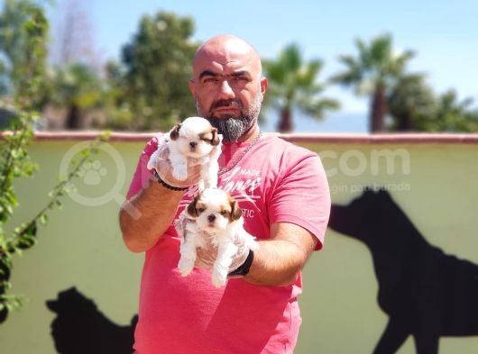 Shi̇h Tzu Yavru görsel