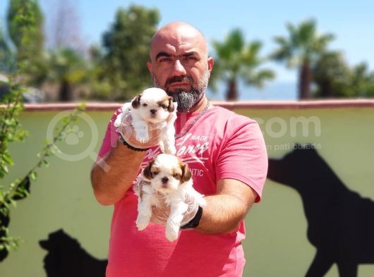 Shi̇h Tzu Yavru görsel