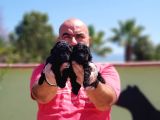 Toy Poodle Yavru