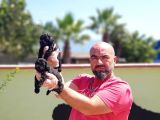 Toy Poodle Yavru