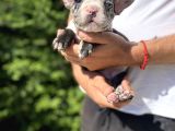 Blue Merle Özel Renk French Bulldog