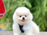 Safkan Teddy Pomeranian Boo Yavrular