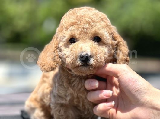 Bebek Surat Toy Poodle Yavrular görsel