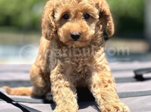 Bebek Surat Toy Poodle Yavrular