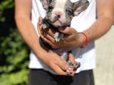 Blue Merle Özel Renk French Bulldog