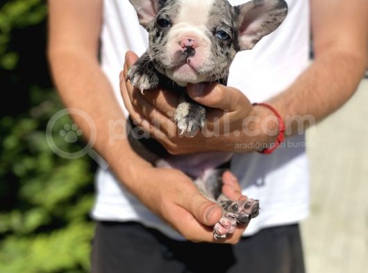 Blue Merle Özel Renk French Bulldog